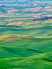 USA-Washington State-Palouse Region Rolling green hills of wheat Art Print